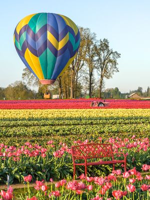 Wooden Shoe Tulip Farm