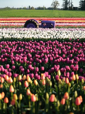 Wooden Shoe Tulip Farm