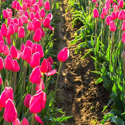 Wooden Shoe Tulip Farm