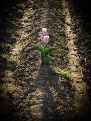 Wooden Shoe Tulip Farm
