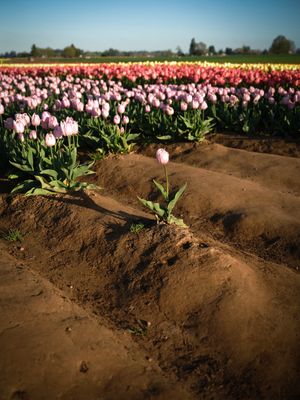 Wooden Shoe Tulip Farm