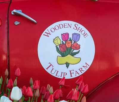 Wooden Shoe Tulip Farm