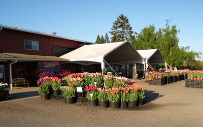 Wooden Shoe Tulip Farm