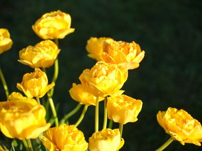 Wooden Shoe Tulip Farm