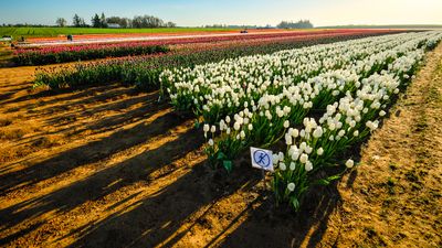Wooden Shoe Tulip Farm