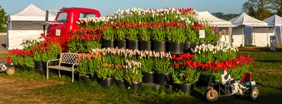 Wooden Shoe Tulip Farm