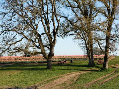 Wooden Shoe Tulip Farm