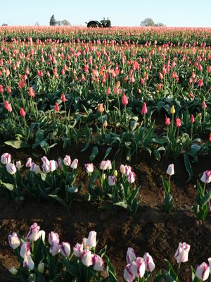 Wooden Shoe Tulip Farm
