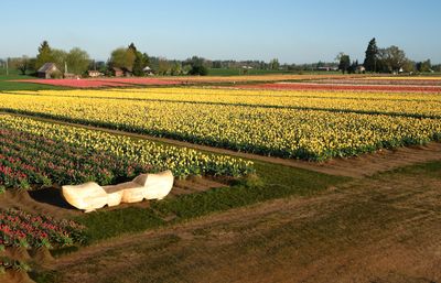 Wooden Shoe Tulip Farm