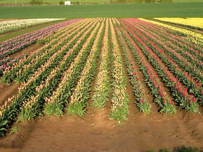 Wooden Shoe Tulip Farm