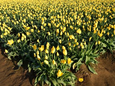 Wooden Shoe Tulip Farm