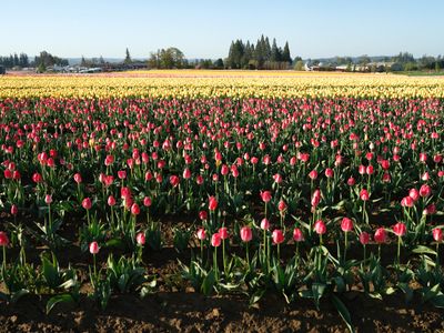 Wooden Shoe Tulip Farm