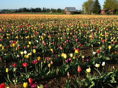Wooden Shoe Tulip Farm