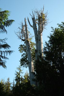 World's Largest Western Red Cedar Tree