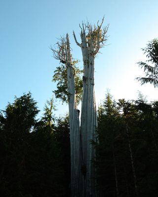 World's Largest Western Red Cedar Tree
