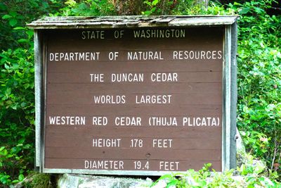 World's Largest Western Red Cedar Tree