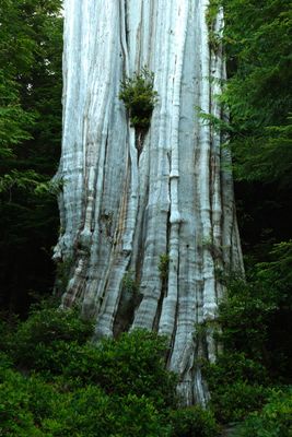 World's Largest Western Red Cedar Tree