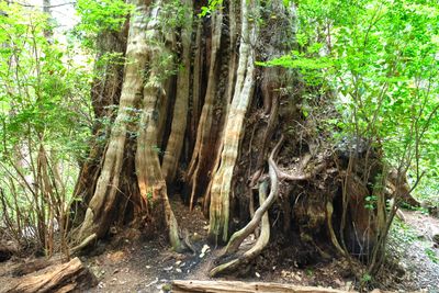 World's Largest Western Red Cedar Tree