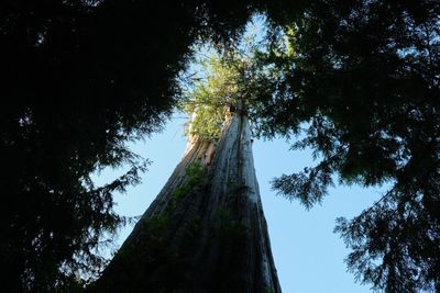 World's Largest Western Red Cedar Tree