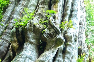 World's Largest Western Red Cedar Tree