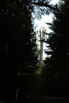 World's Largest Western Red Cedar Tree