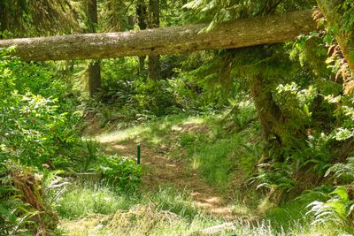 Goonie Trails