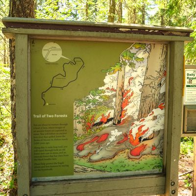 Trail of Two Forests