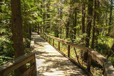 Trail of Two Forests