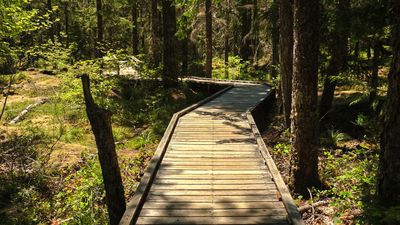 Trail of Two Forests