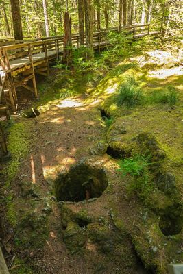 Trail of Two Forests