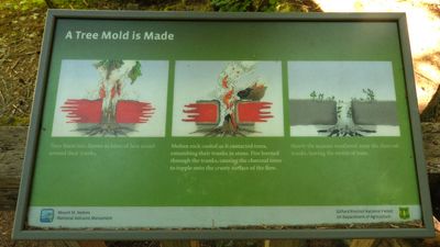 Trail of Two Forests