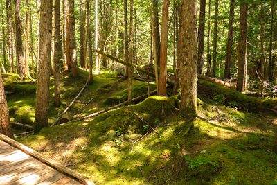 Trail of Two Forests