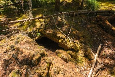 Trail of Two Forests