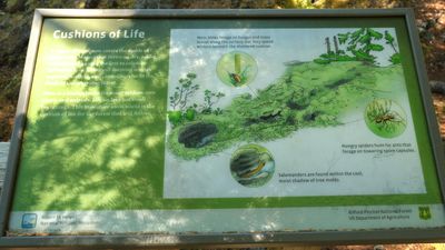 Trail of Two Forests