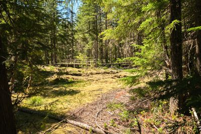 Trail of Two Forests