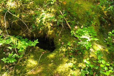 Trail of Two Forests