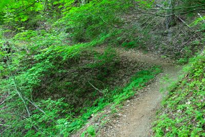 Ape Canyon