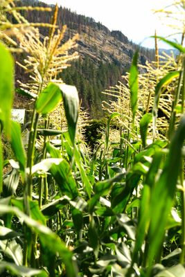 Stehekin