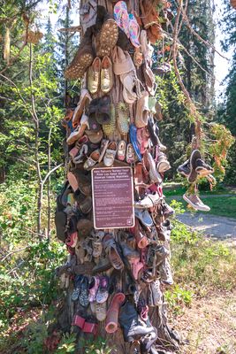 Shoe Tree - Metaline Falls