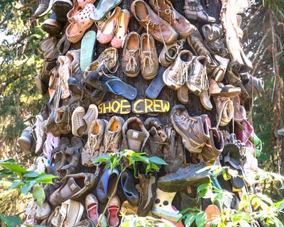 Shoe Tree - Metaline Falls