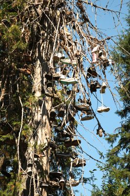 Shoe Tree - Metaline Falls