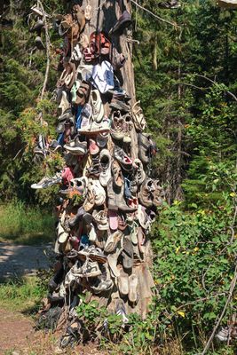 Shoe Tree - Metaline Falls