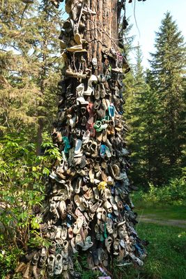 Shoe Tree - Metaline Falls