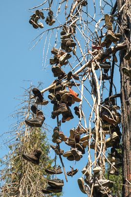 Shoe Tree - Metaline Falls
