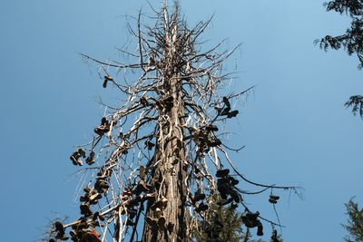 Shoe Tree - Metaline Falls