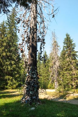 Shoe Tree - Metaline Falls