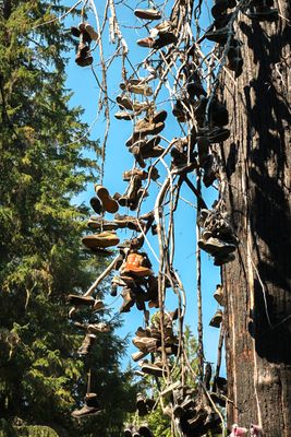 Shoe Tree - Metaline Falls