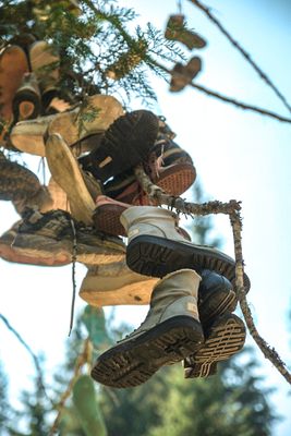 Shoe Tree - Metaline Falls