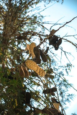 Shoe Tree - Metaline Falls
