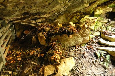 Gardner Cave